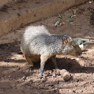 Agouti