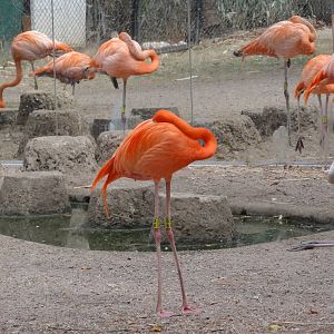 Flamingos