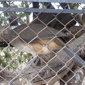 Chachalaca