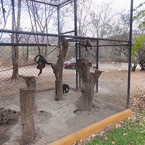 Capuchin Monkeys - cars go by this part of the walking area