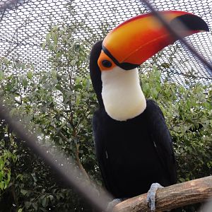 Toco Toucan - Tucan Oco in Spanish