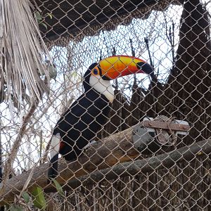 Toco Toucan