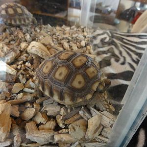 Baby Sulcata Tortoises - in aquarium in shop