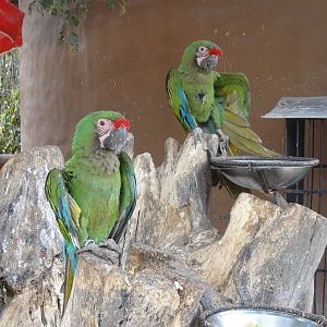 Macaws outside shop - you could easily touch them (I didn't)