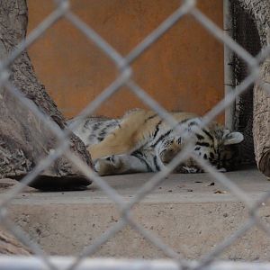 Tiger - sign said something about photos