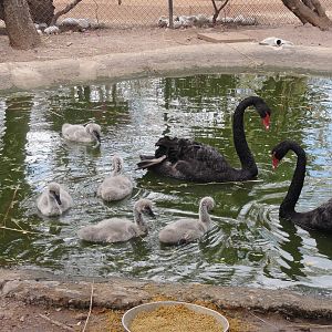 Swans with cygnets