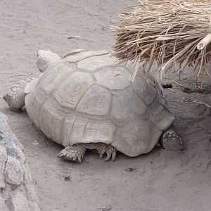 African Spurred Tortoise