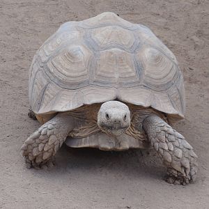 African Spurred Tortoise