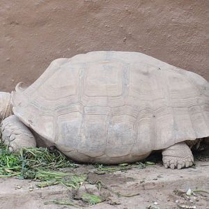 African Spurred Tortoise
