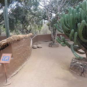 African Spurred Tortoises