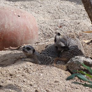 Meerkats