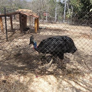 Cassowary