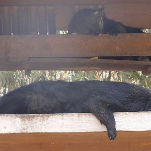 Binturongs
