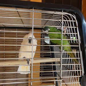 Parrots outside shop
