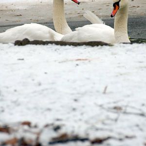 Śląski Ogród Zoologiczny