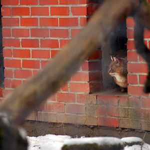 Śląski Ogród Zoologiczny