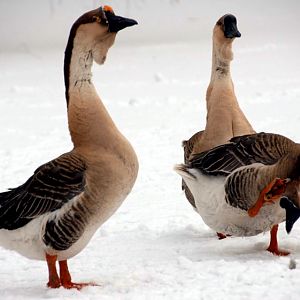 Śląski Ogród Zoologiczny