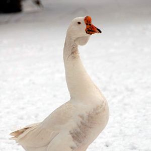 Śląski Ogród Zoologiczny