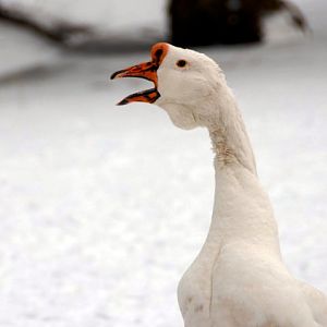 Śląski Ogród Zoologiczny