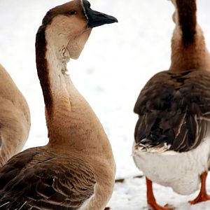 Śląski Ogród Zoologiczny