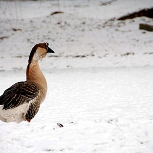 &amp;#346;l&amp;#261;ski Ogród Zoologiczny