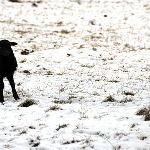 &amp;#346;l&amp;#261;ski Ogród Zoologiczny