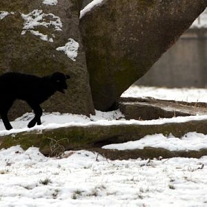 &amp;#346;l&amp;#261;ski Ogród Zoologiczny