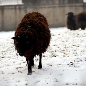 &amp;#346;l&amp;#261;ski Ogród Zoologiczny