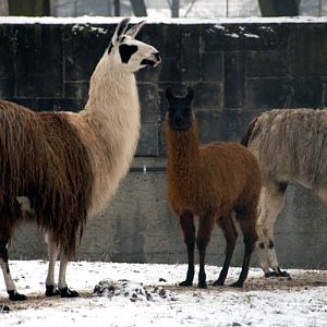 &amp;#346;l&amp;#261;ski Ogród Zoologiczny