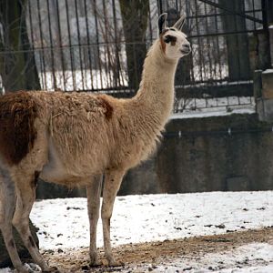 &amp;#346;l&amp;#261;ski Ogród Zoologiczny