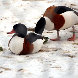 &amp;#346;l&amp;#261;ski Ogród Zoologiczny