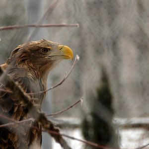 &amp;#346;l&amp;#261;ski Ogród Zoologiczny