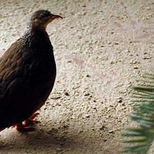 &amp;#346;l&amp;#261;ski Ogród Zoologiczny