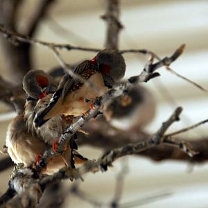 Zebra Finches