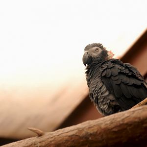 &amp;#346;l&amp;#261;ski Ogród Zoologiczny