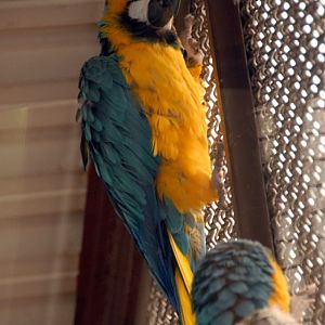 &amp;#346;l&amp;#261;ski Ogród Zoologiczny