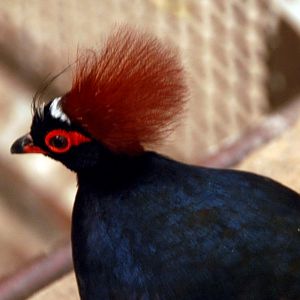 &amp;#346;l&amp;#261;ski Ogród Zoologiczny