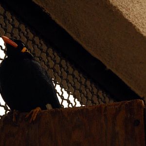 &amp;#346;l&amp;#261;ski Ogród Zoologiczny