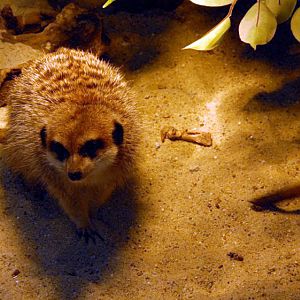 &amp;#346;l&amp;#261;ski Ogród Zoologiczny