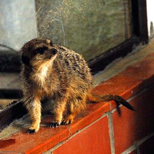 &amp;#346;l&amp;#261;ski Ogród Zoologiczny