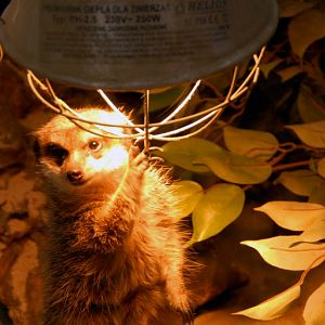 &amp;#346;l&amp;#261;ski Ogród Zoologiczny