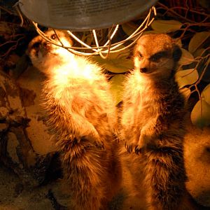 &amp;#346;l&amp;#261;ski Ogród Zoologiczny