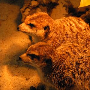 &amp;#346;l&amp;#261;ski Ogród Zoologiczny