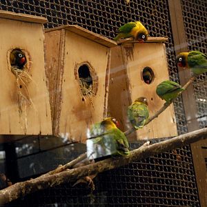 Black Masked Lovebirds