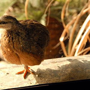 &amp;#346;l&amp;#261;ski Ogród Zoologiczny