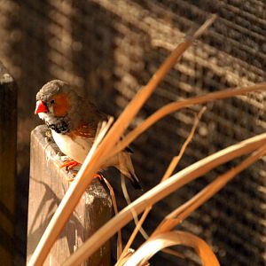Zebra Finch