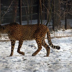 &amp;#346;l&amp;#261;ski Ogród Zoologiczny