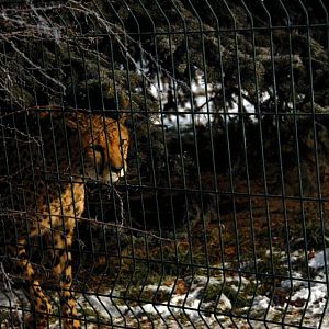 &amp;#346;l&amp;#261;ski Ogród Zoologiczny