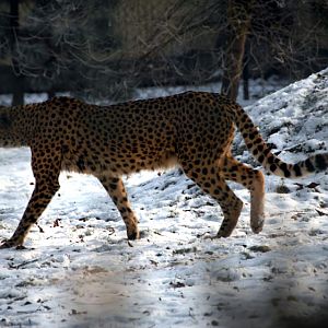 &amp;#346;l&amp;#261;ski Ogród Zoologiczny