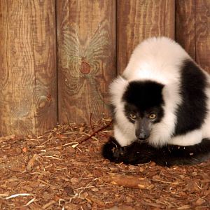 &amp;#346;l&amp;#261;ski Ogród Zoologiczny